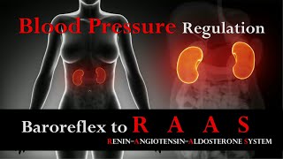 Blood pressure regulation Baroreflex to Renin–Angiotensin–Aldosterone System RAAS [upl. by Raffo]