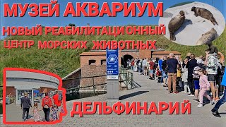 Литва НАЧАЛА ЭКОНОМИТЬ БЕСПЛАТНЫЙ день МОРСКОЙ музей аквариум Дельфинарий klaipėda delfinariumas [upl. by Caye]