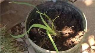 Home Landscaping Tips  How to Repot Pond Plants [upl. by Brita]