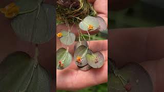 Orquidea miniatura rara y exótica 😱 orquideas orchid flores [upl. by Chee]