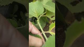 picking oregano leaves for tea [upl. by Jayne]