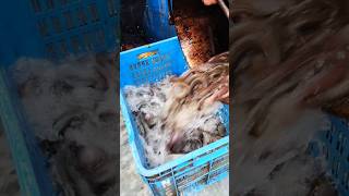 Beautiful Fish Of Cholonbil fishing netfish fish netsfishing shortvideo shorts [upl. by Eidnas]