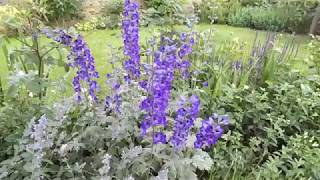 Delphinium and Nepeta plant combination for cottage garden [upl. by Stempson]