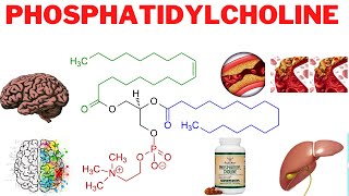 Phosphatidylcholine Benefits Side Effects and More  Is phosphatidylcholine good for the liver [upl. by Bibbye917]