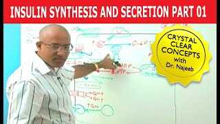 Insulin Synthesis and Secretion  Part 14💉 [upl. by Notluf]