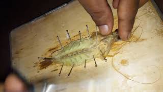 Dissection of prawn  Nervous system [upl. by Anselmi]