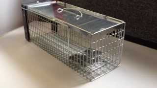 How to set The Big Cheese STV075 Rat Cage Trap [upl. by Etnoid]