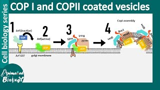 COP II and COP I vesicle mediated vesicle transport between ER and Golgi [upl. by Dorca]