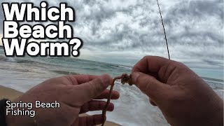 Spring Beach Fishing with Worms fishing fish beach spinning [upl. by Selbbep]