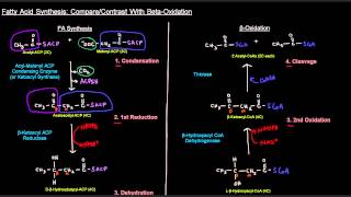 Fatty Acid Synthesis Part 6 of 12  SideBySIde Comparison With Beta Oxidation [upl. by Slack]