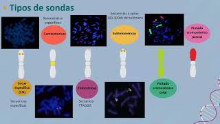 Anomalías cromosómicas complejas inusual diagnóstico citogenético y citogenómico [upl. by Analra]