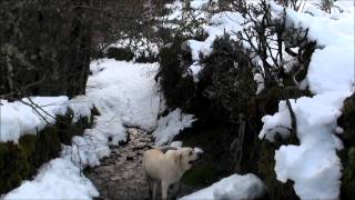 Primout en invierno El Bierzo [upl. by Micheline]