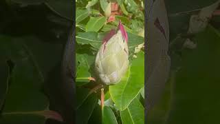 Day by day growth of Rhododendron flower [upl. by Cumings]