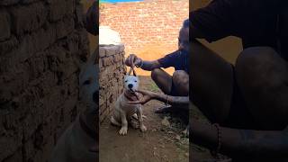 Dogo argentino puppy before and after 😱👺 dogoargentino dogbreed pets americanbully dog puppy [upl. by Hemminger]