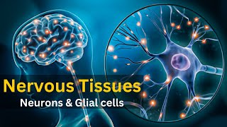 Nervous tissue  Nervous tissue histology  Nervous tissue anatomy and physiology [upl. by Enelyaj]