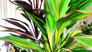 CORDYLINE FRUTICOSA 3 VARIEDADES JUNTAS Y SUS CUIDADOS [upl. by Llohcin552]