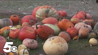 Disposing of pumpkins postHalloween [upl. by Deirdra]