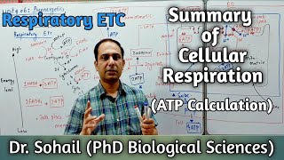 Respiratory chain amp Summary of Cellular Respiration  ATP Calculation  11th Biology  MDCAT Biology [upl. by Naillil]