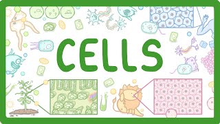 GCSE Biology  Cell Types and Cell Structure 2 [upl. by Surbeck]