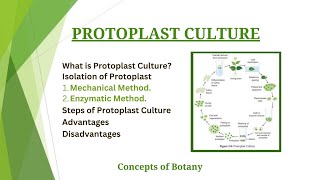 Protoplast Culture Isolation and Culture Method HindiUrdu Plant Tissue Culture Botany [upl. by Hyacinthia]