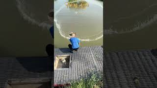 Cast net throwfishing youtubeshorts bassfishing netfishing ytshorts [upl. by Eamaj471]