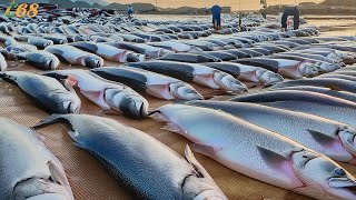 How BIGGEST Smoked Salmon Is Made  Amazing Salmon Fish Cutting [upl. by Dodge713]