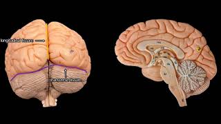 Cerebral Anatomy with simplified explanations of function [upl. by Creigh]