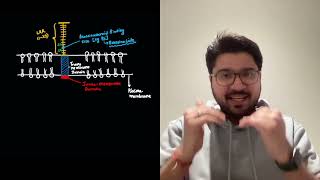 Brassinosteroid signalling in less than 10 Min  Plant physiology  Botany  CSIR  NEET  Plant bio [upl. by Roe918]