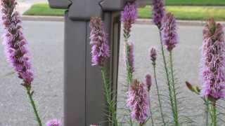 Liatris spicata or Blazing stars [upl. by Marozik]