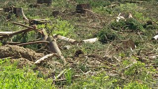 Dramatische Schäden Ist der Wald noch zu retten  Panorama 3  NDR [upl. by Ramad]