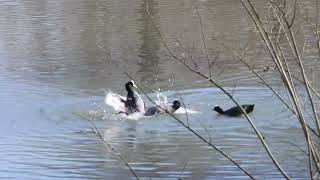 157 Lyska černá Fulica atra Eurasian Coot [upl. by Cassella]