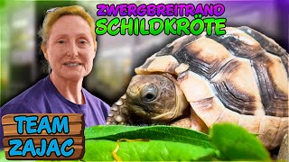 SELTENE Zwerg Breitrandschildkröte  Zoo Zajac [upl. by Ttimme]