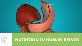 NUTRITION IN HUMAN BEINGS [upl. by Ahsaet]