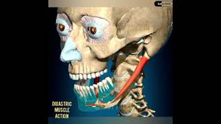 DIGASTRIC MUSCLE ACTION [upl. by Guendolen]