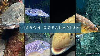 Lisbon Oceanarium  Lisbon Aquarium [upl. by Cowden267]