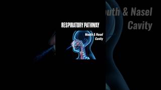 Respiratory Pathway  Respiration in living shorts viralvideo trending youtube [upl. by Hultgren]