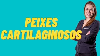 Peixes Cartilaginosos [upl. by Alwin]