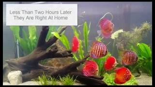 Shipping Tropical Fish by Wattley discus [upl. by Irene]