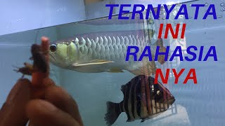 Rahasia ikan arwana cepat besar [upl. by Strader712]