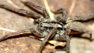 Spiders Creepy Mating Purr Recorded by Researchers [upl. by Suiradal]