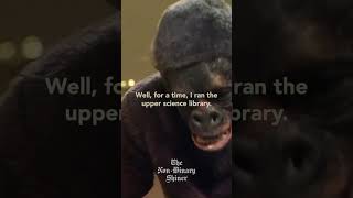 Gorilla Librarian  Mr Phipps the Monkey  Monty Pythons Flying Circus montypython flyingcircus [upl. by Baylor]