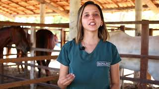 Curso de Auxiliar Veterinário de Grandes Animais [upl. by Cotter587]