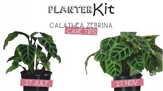 PLANTER KIT  Calathea Zebrina Care Tips and Growth [upl. by Alleacim]