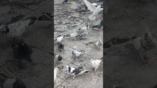 Pigeons are messengers of peacenature lover viral [upl. by Pasquale]