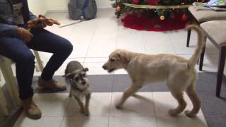 PERROS JUGANDO Y LADRANDO [upl. by Irreg]