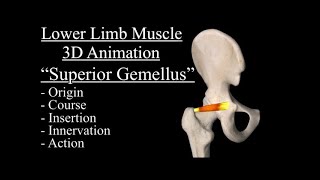 Superior Gemellus Muscle anatomy explained Origin Insertion Nerve Innervation Course 3D Anatomy [upl. by Beichner]