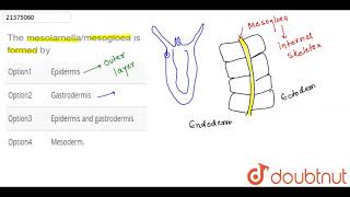 The mesolamellamesogloea is formed by [upl. by Lontson815]