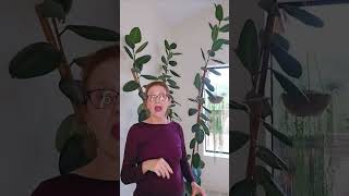 3 Quick Tips For Growing A Rubber Plant Successfully houseplants plants [upl. by Arerrac943]