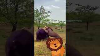 Buffalo VS Lion shortvideo youtube shortsvideo youtubeshorts animals lion buffalo shorts [upl. by Plank]