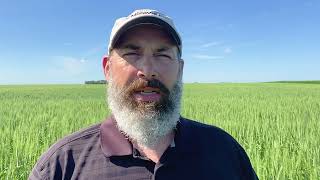 High Yield Wheat Tips Fungicide Selection [upl. by Licht752]